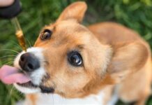 Cbd For Your Pet