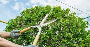 Tree Pruning vs. Tree Trimming